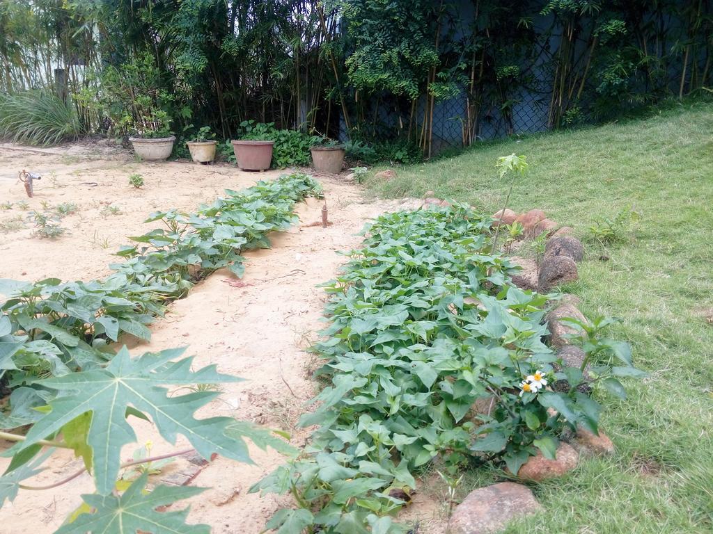 The Field Homestay Хоян Екстер'єр фото