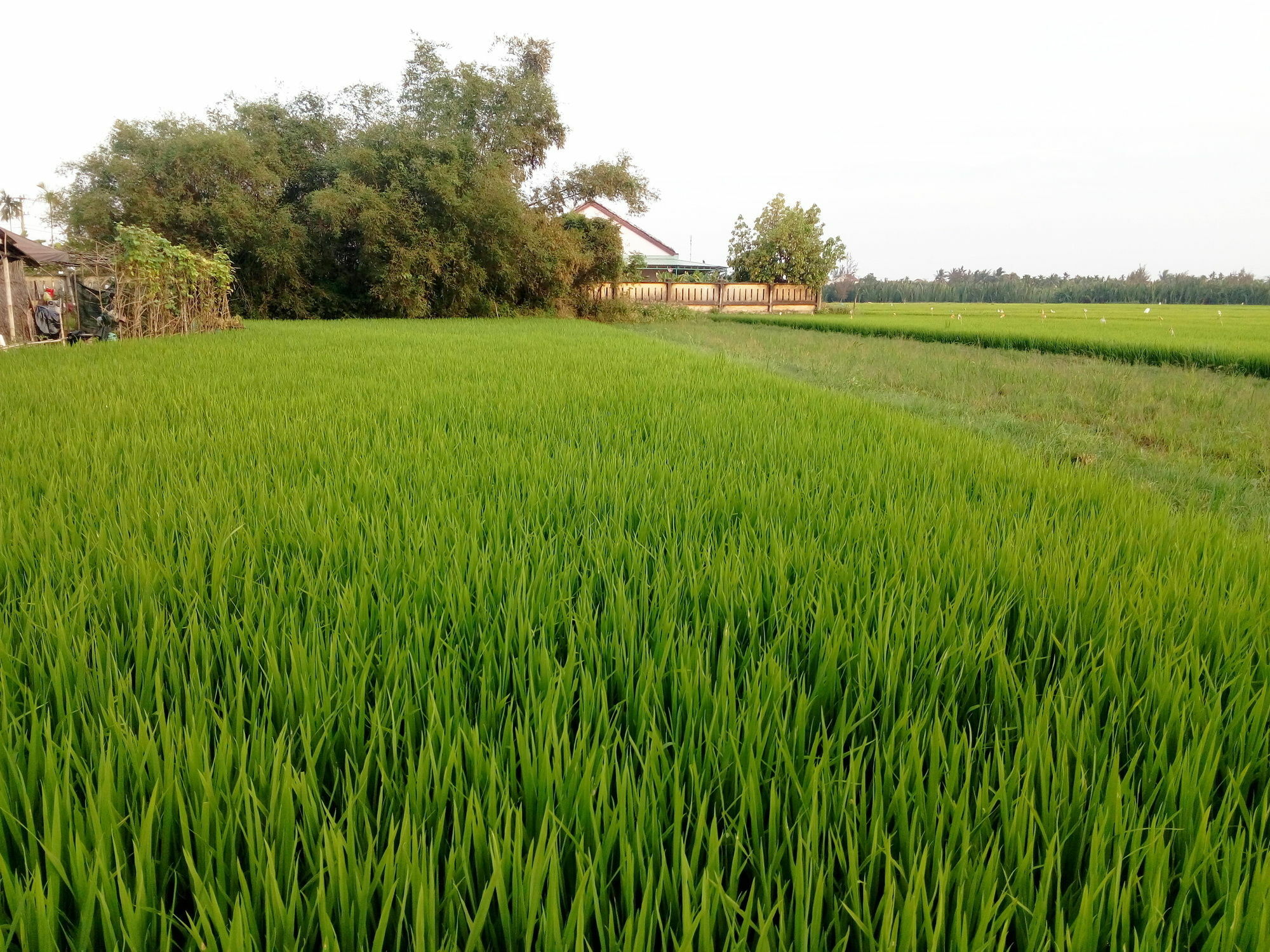 The Field Homestay Хоян Екстер'єр фото